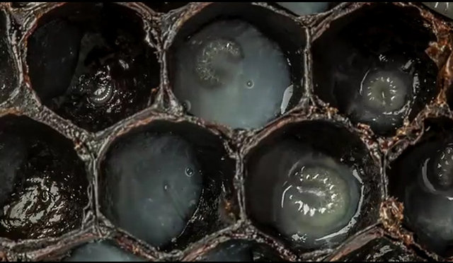 Bunu fotoğraflamak için California'da kendi bahçesinde arı yetiştiren Varma, aslında normalde arıların nasıl bir doğum sürecinden geçtiğini görüntülemek istiyordu. Fakat çok ilginç bir başka bir şeyi daha keşfetti.