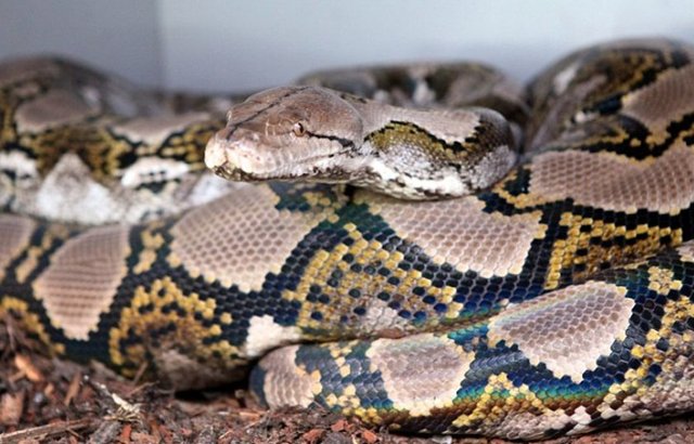 İşte bir yılanın doğumuna şahit olacağınız kareler!