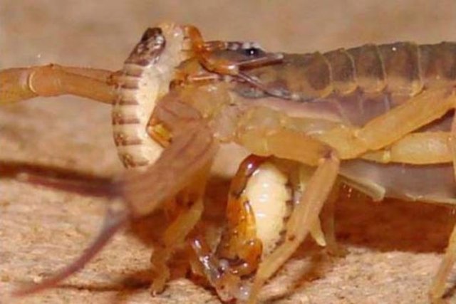 Akrep nasıl doğurur? işte o anlar...