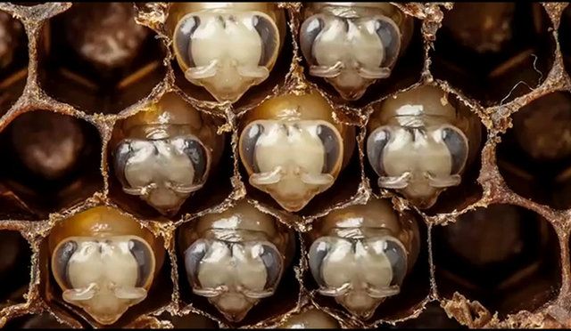 Arıların çevresinde dolaşan bu yaratık bir çeşit vampir böcek. Kan emici olan bu böcek yumurtaların birer arı yaratmasının önündeki en büyük engel.