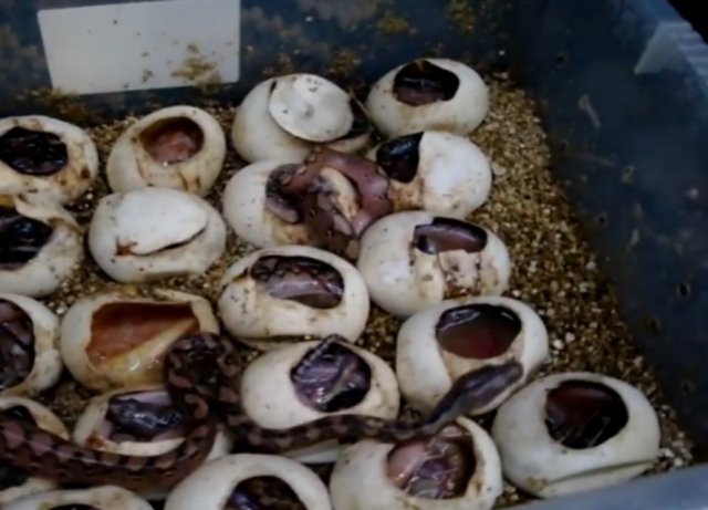 Kitligin Caresi Cekirge Olabilir Mi Cekirge Yemek Caiz Midir Arastirmacilar Dunya Nufusunun Artisiyla Ortaya Cikan Kitlik Riskine Karsi Cekirge Tuketmeyi Oneriyor Bilim Insanlari Yeryuzunde En Kaliteli Proteinin Boceklerde Bulundugunu Acikladi