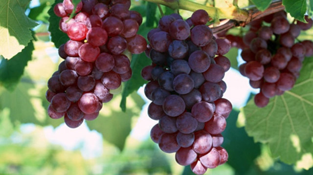 "Bu yönüyle kokulu üzümün vücuttaki kanser yapıcı bileşikleri bloke edici özelliği bulunmakta.