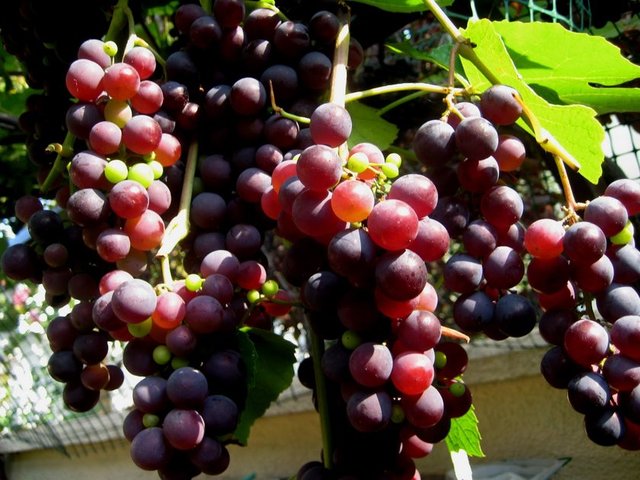 vatandaşların kokulu üzümü, ağaçlara sararak ya da evlerinin bahçelerinde yetiştirdiğine dikkat çekti.