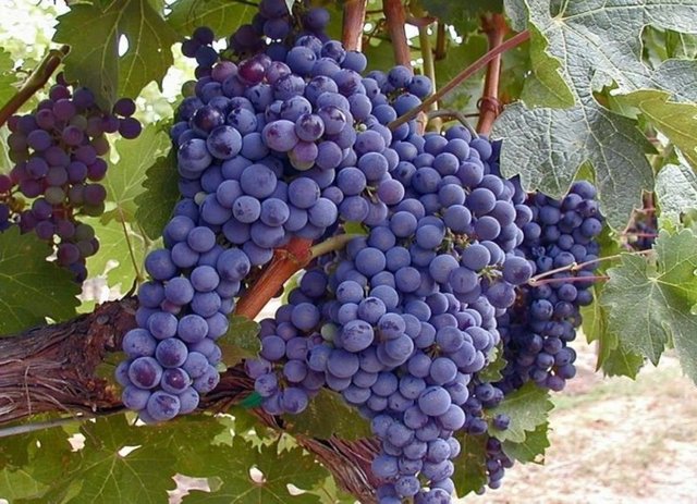 Balığın yanında içecek şeklinde tüketiliyor.