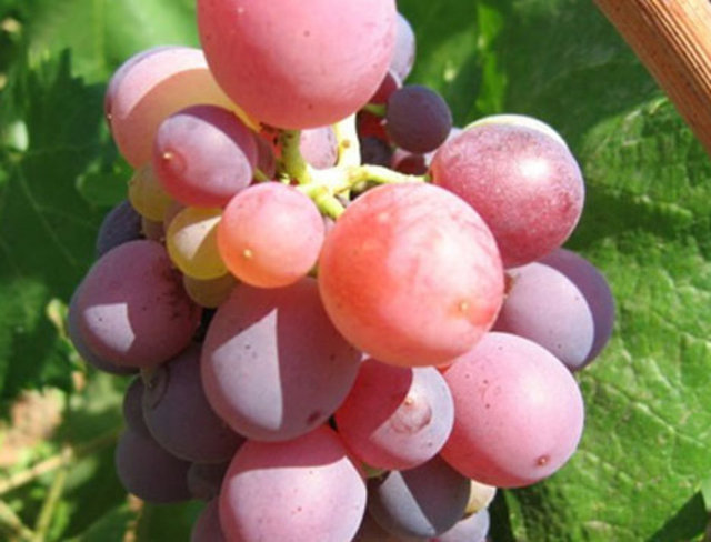 Prof. Dr. Karadeniz, kokulu üzümün derin dondurucularda muhafaza edilebildiğini vurgulayarak, şunları kaydetti: