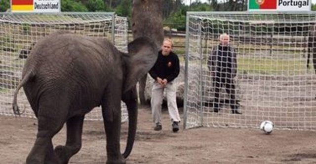 "Paul" adlı ahtapotun Güney Afrika'da düzenlenen 2010 Dünya Kupası'daki tahminlerinin çoğunlukla doğru çıkmasından sonra bu kez bir fil "kahinliğe oynuyor"