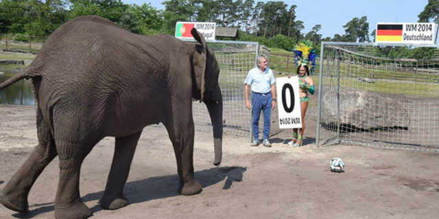 Uluslararası Futbol Federasyonları Birliği (FIFA) tarafından Brezilya'da düzenlenecek 2014 Dünya Kupası'nda maç sonuçlarının yeni "kahini" bir fil olabilir.