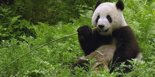 - Kısa süre önce Çinliler, Dünya Kupası'nda maç sonucu tahminleri için pandalara umut bağlamıştı.