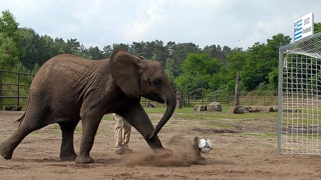 Nelly, 16 Haziran'da Almanya'nın Portekiz ile oynayacağı maç sonucu için de "kehanette" bulundu. Fil, tereddüt etmeden bir topu doğruca Almanya'yı temsil eden kafese gönderdi ve böylece galibi "belirledi"