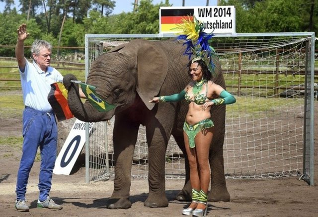 Aşağı Saksonya'daki Serengeti hayvanat bahçesinde yaşayan 4 yaşındaki Nelly, tahmin yeteneğini birçok kez kanıtladı.