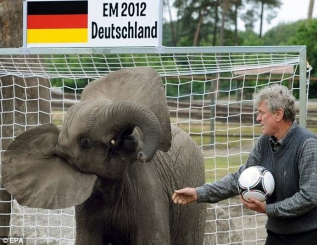 Paul, 26 Ekim 2010'de yaşadığı akvaryumda ölmüştü.