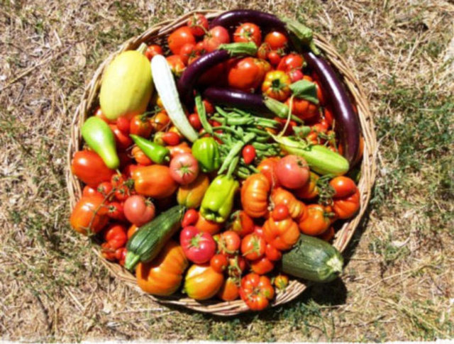 Genç çift sırtlarında çanta, Anadolu'yu karış karış dolaştı. Karadeniz'i gezdiler ama Karadeniz'de 4 mevsim yaşam için doğa şartları çetin cevizdi.