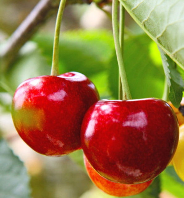 Her gün bir avuç kiraz yiyin.