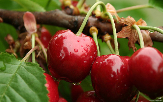 Vücudumuzu toksinlerden arındıran kirazın diğer faydalarını Prof. Dr. Mocan şöyle sıralıyor: