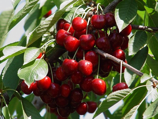 kan damarlarımızın sağlığını korur.