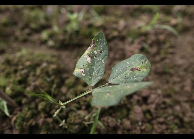 Heshan'ın tarlalarına ekilen börülce tohumları, hasarlı şekilde yetişiyor. -  -