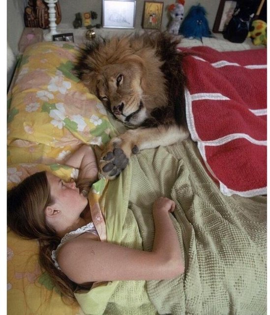 Her gönülde bir aslan yatar. (TEMSİLİ)