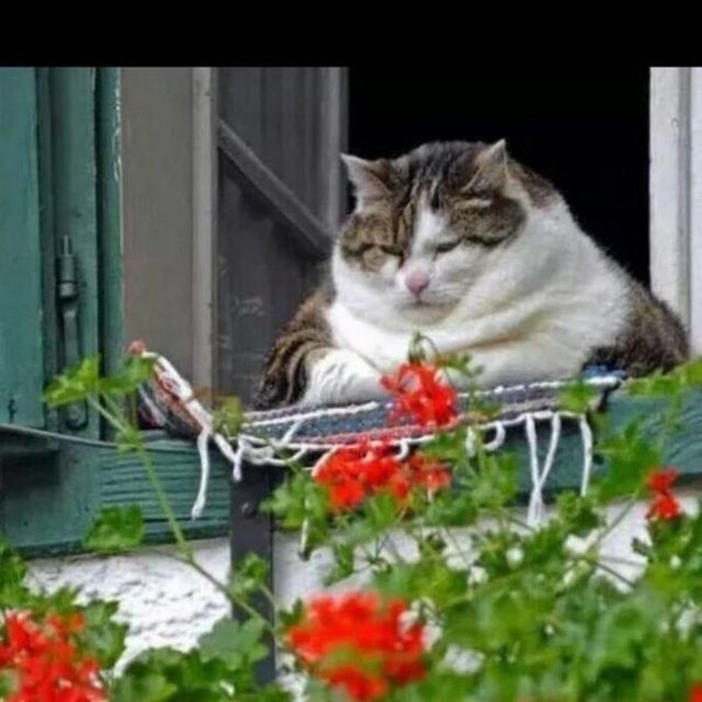 Mahalledeki her şeyden haberdar olan teyze (TEMSİLİ)