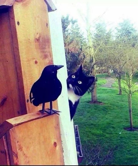 Neredesin aşkım, buradayım aşkım (TEMSİLİ)