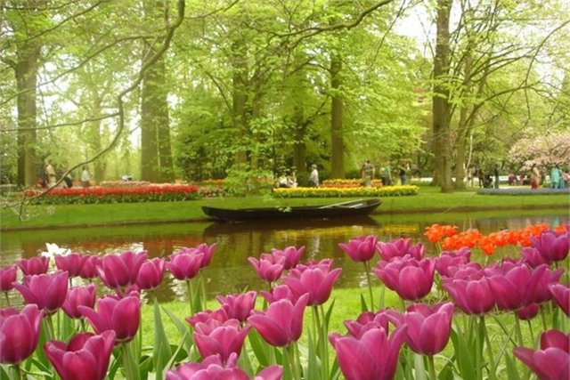 Hollanda - Mis gibi kokan laleleriyle Lisse bahçeleri.