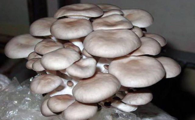 Mantarın birçok hastalığa iyi geldiği ve bağışık sistemini güçlendirdiğini biliyoruz" dedi