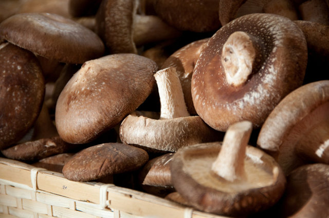 Pekşen, '' Ette yüzde 18 civarında bir protein var ve bunun yüzde 30'u sindirilebilir nitelikte ama mantarın yüzde 70'i sindirilebilir özellikte