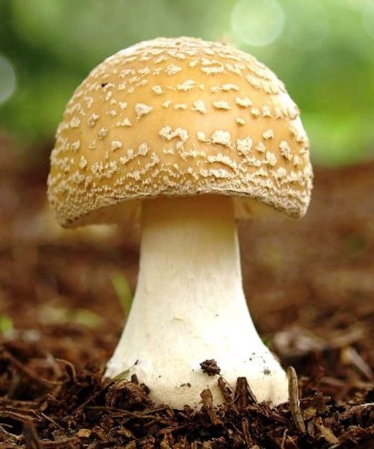 Doğadaki mantarların bir kısmının yenilebildiğini, bu mantarların sosyoekonomik olarak büyük değere sahip olduğunu ifade eden Pekşen, Artvin'in her tarafının orman olmasının mantar üretimi açısından da ciddi zenginlik olarak değerlendirildiğini belirtti