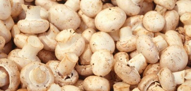 Doğa mantarı zenginliğimizi hafife almamamız gerekiyor, orman tahribatının önlenmesi bu zenginliğimizin korunması adına önemli" dedi