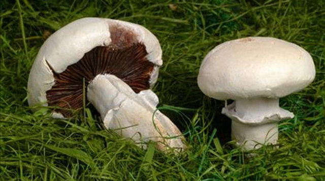 Sarı kız adıyla tanıdığımız mantarımız, kuzugöbeği, 10 yılda yaklaşık 200 milyon dolarlık ihraç yapmışız