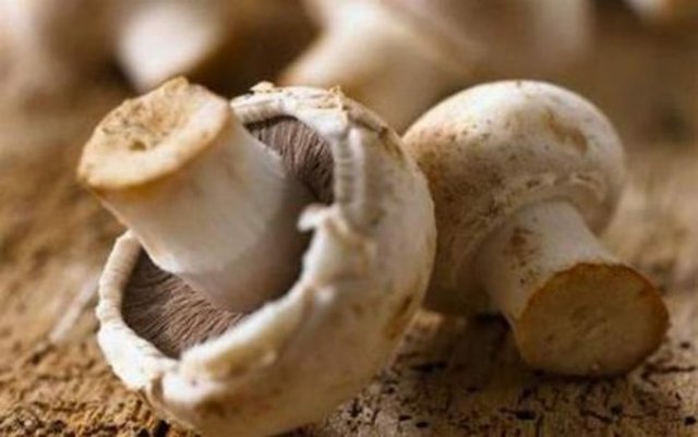 Doğa mantarlarının toplanması esnasında çok dikkatli olmamız gerekiyor