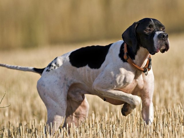 28. Bir av köpeğinin seni 13 dakika yürütmesine izin ver