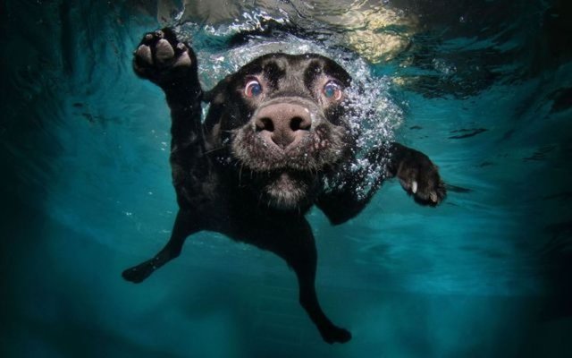 26. 17 dakika köpekleme yüz