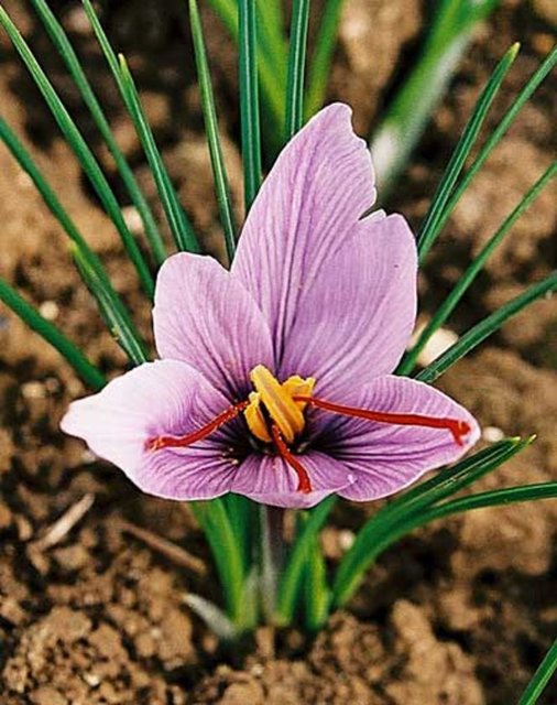 Safran: Safran içeriğindeki yüksek miktarda karotenoid ve B vitamini ile, serotonin oranını yükselterek mutluluk hormonu salgılar