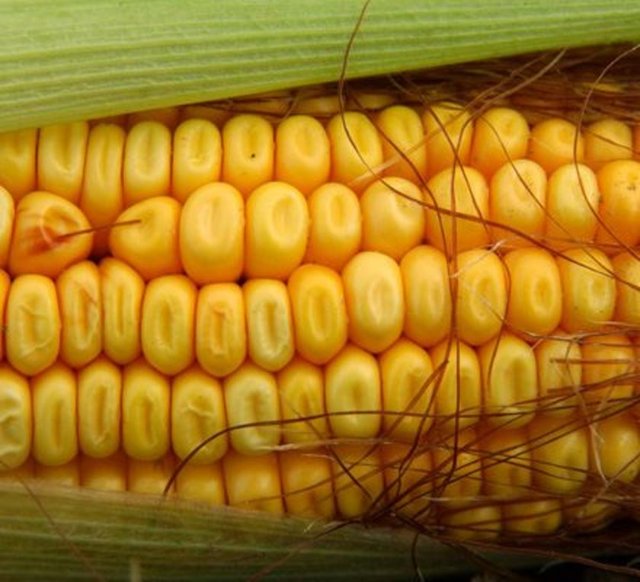 Yüksek kolesterolü düşürür