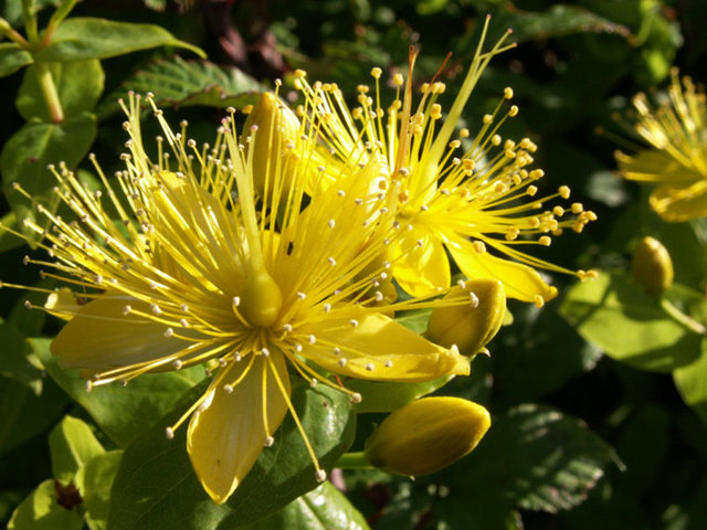 Sarı Kantaron: Sarı kantaron orta ve hafif şiddette depresyonu tedavi edebilmesi ile bilinen popüler bir yöntemdir