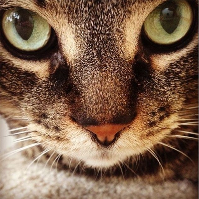 Bir ev arkadaşınız ya da eşiniz varsa o da sahiplendiğiniz evcil hayvanı onaylamalı. Onların bakımı için iyi anlaşmanız ve uyumlu olmanız gerekir.