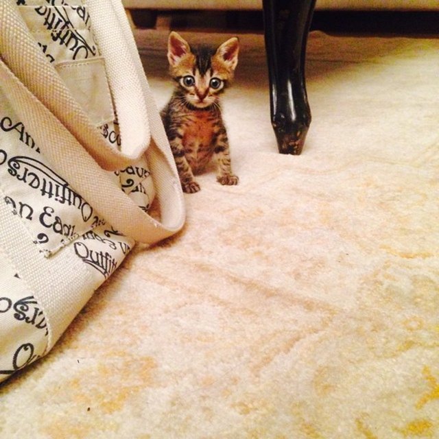 Fotoğraflarda olduğu kadar tatlı ya da kolay değil.