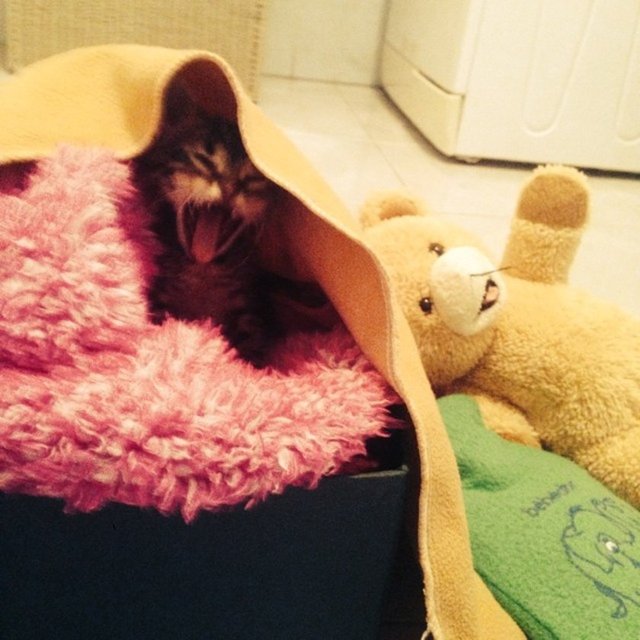 O yüzden eğer bu testten geçebildiğinize gerçekten inanıyorsanız...