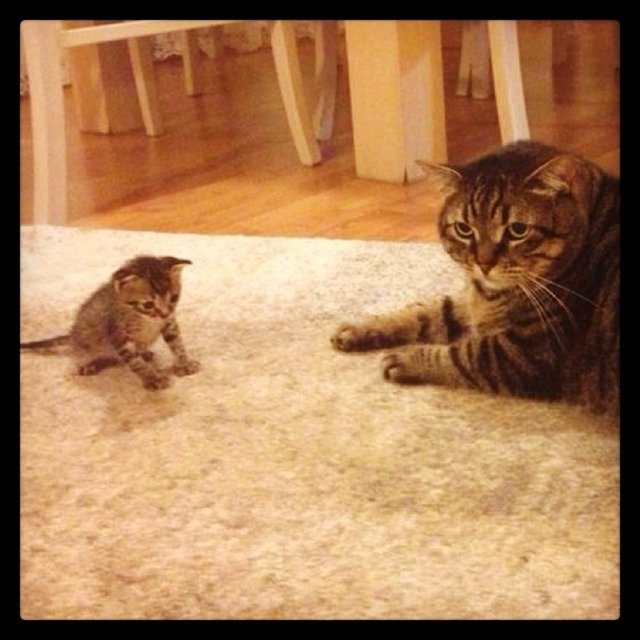 7. Hali hazırda bir evcil hayvanınız varsa yeni gelecek dostunu kabul edebilecek mi?