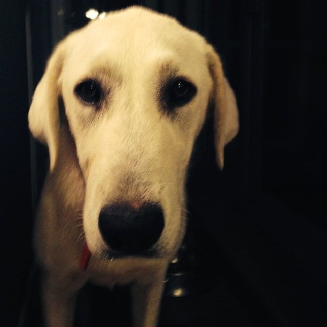 Bir yerlere gittiğinizde onları uzun süre evde bırakamazsınız.