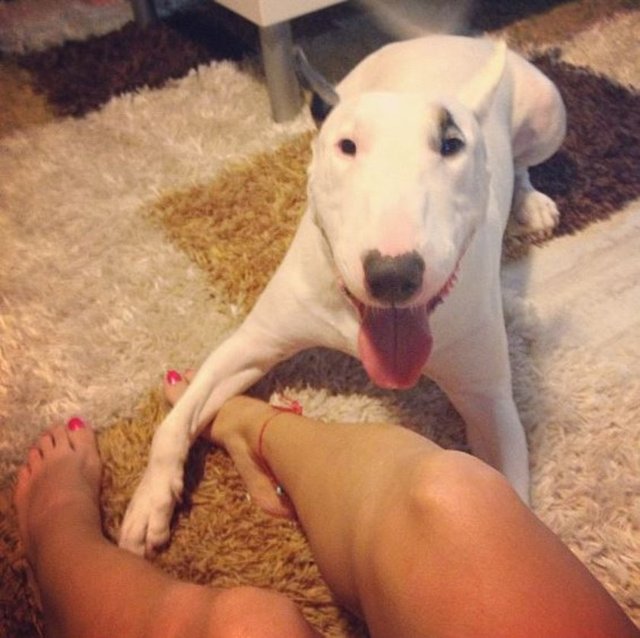 8. Sahipleneceğiniz hayvanla nasıl bir ilişkiniz olmasını bekliyorsunuz?