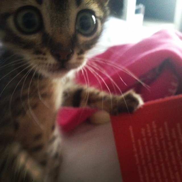 4. Bir hayvana bakabilmek için yeterli geliriniz var mı?