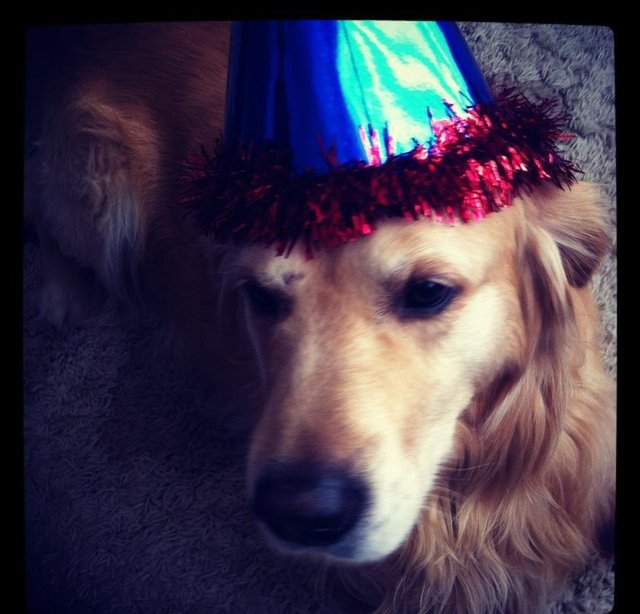 Onların insanların kurallarına saygılı olabilmeleri için rehberliğe ihtiyaçları vardır. Bu rehberliği ne kadar iyi yapabilirseniz, onlarla o kadar sorunsuz yaşarsınız.