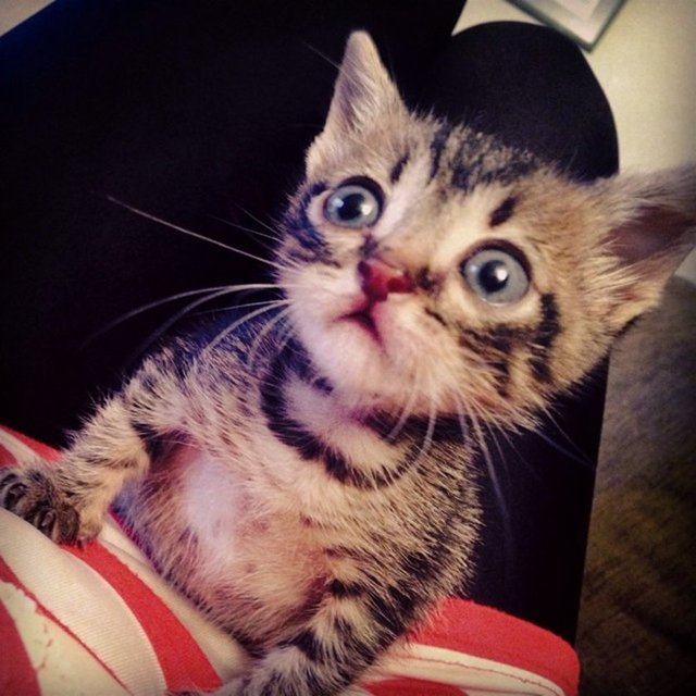 Evcil hayvan edinmek büyük bir sorumluluktur. Fakat çoğu insan bu sorumluluğu düşünmeden bir hayvan sahiplenir.