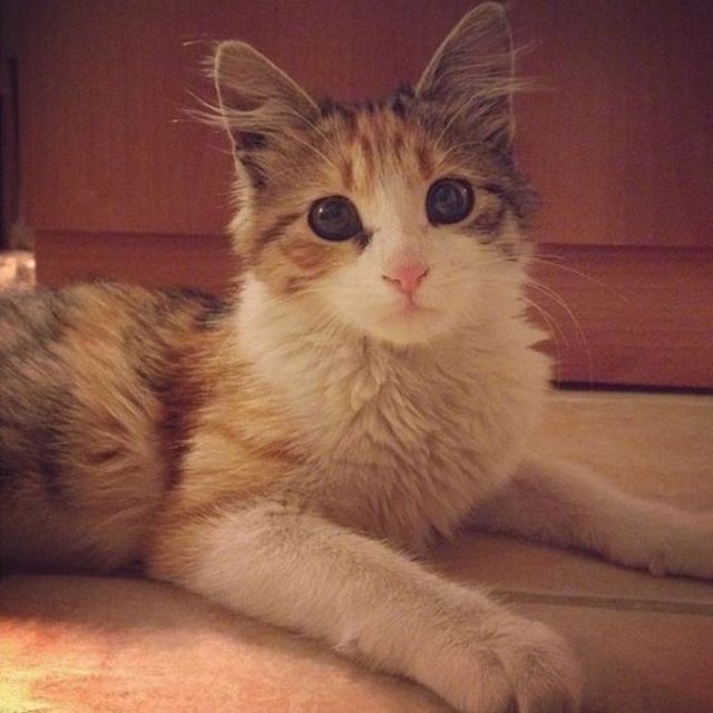 Gördüğünüz gibi bir hayvanla birlikte yaşamak büyük bir karar, büyük bir sorumluluk