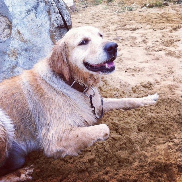 İşte evcil hayvan edinmeden önce kendinize sormanız gereken 10 soru...