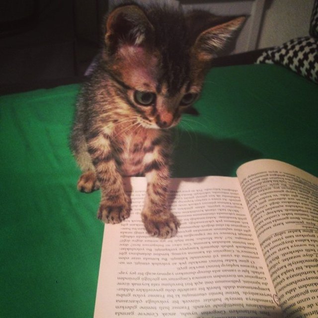 Onunla yapabileceğiniz aktivitelerin bir listesini yapın ve yaşam tarzınıza uygun olan en iyi partneri bulun.