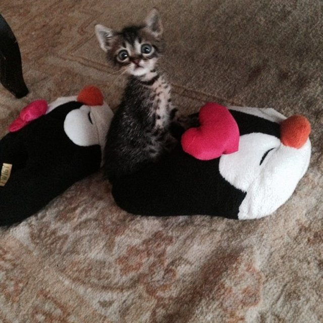 Bir köpek ya da kedi 15 yıl ve daha fazla yaşayabilir. Bu yüzden evcil hayvan edinirken gelecekteki yaşantınızın içinde ona yer ayırıp ayıramayacağınızı öngörebilmeniz çok önemli.