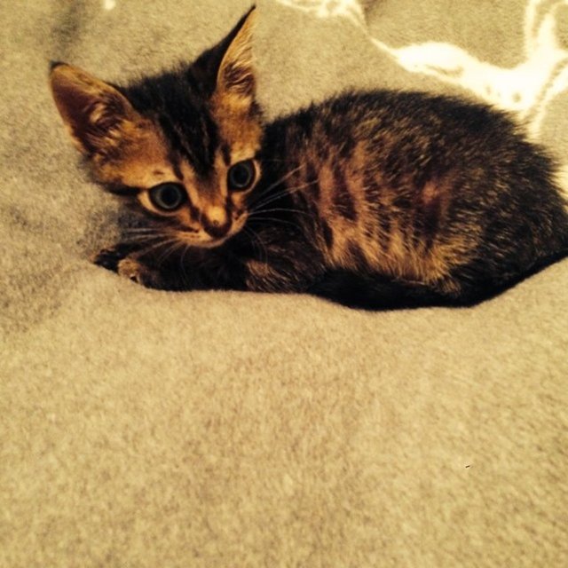 Şimdi bir evcil hayvan sahibi olmak için hazırsınız!