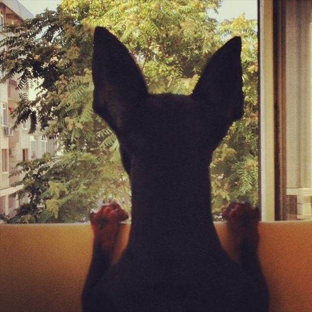 Bebek kediler ve köpekler  çok dikkat ister. İlginizin bir kısmını onlara ayırmanız gereklidir. Onlara oyun oynamak,  yürüyüşe çıkarmak gibi ritüelleri hayatınıza dahil etmelisiniz.